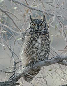 Great Horned Owl (Bubo virginianus) photo image