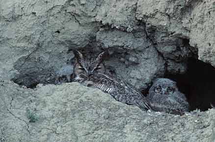 Great Horned Owl (Bubo virginianus) photo image