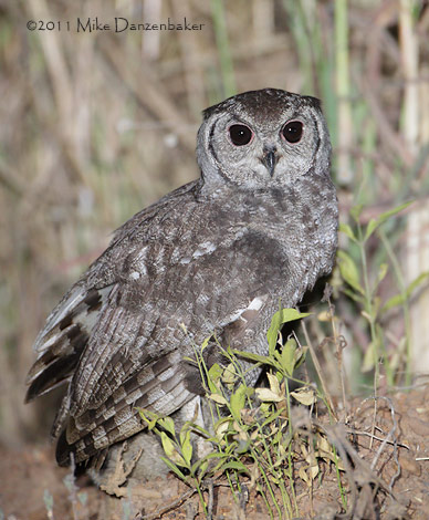 Greyish Eagle-Owl (Bubo cinerascens) photo image