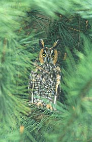 Long-eared Owl (Asio otus) photo image