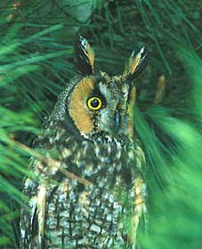 Long-eared Owl (Asio otus) photo image