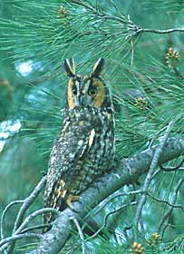 Long-eared Owl (Asio otus) photo image