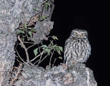 Little Owl (Athene noctua) photo image