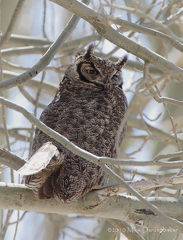 Lesser Horned Owl (Bubo magellanicus) photo image