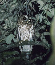 Mottled Owl (Strix virgata) photo image