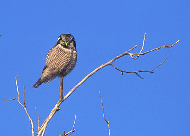 Northern Hawk-Owl (Surnia ulula) photo image