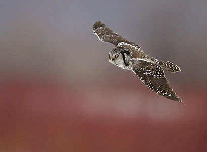 Northern Hawk-Owl (Surnia ulula) photo image
