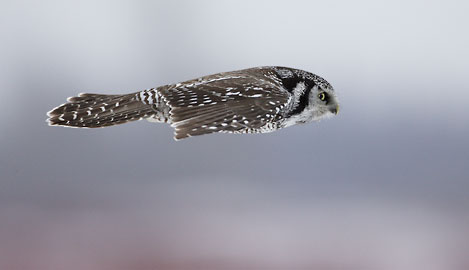 Northern Hawk-Owl (Surnia ulula) photo image