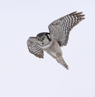 Northern Hawk-Owl (Surnia ulula) photo image