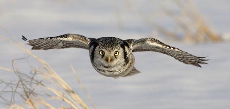 Northern Hawk-Owl (Surnia ulula) photo image