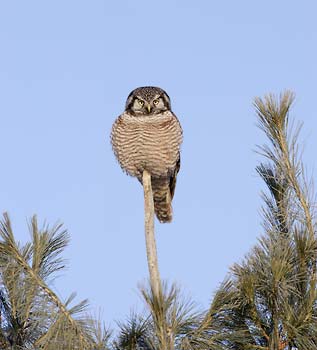 Northern Hawk-Owl (Surnia ulula) photo image