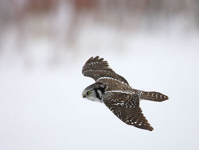 Northern Hawk-Owl (Surnia ulula) photo image