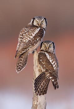 Northern Hawk-Owl (Surnia ulula) photo image
