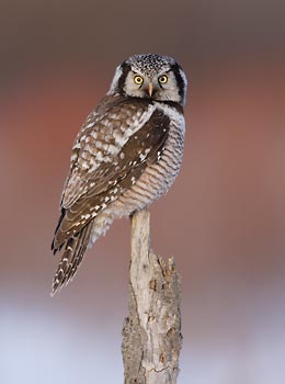 Northern Hawk-Owl (Surnia ulula) photo image