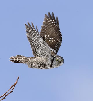 Northern Hawk-Owl (Surnia ulula) photo image