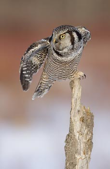 Northern Hawk-Owl (Surnia ulula) photo image