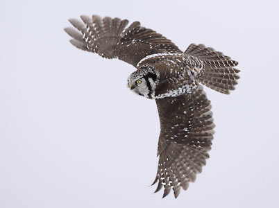 Northern Hawk-Owl (Surnia ulula) photo image