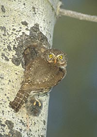 Northern Pygmy-Owl (Glaucidium californicum) photo image