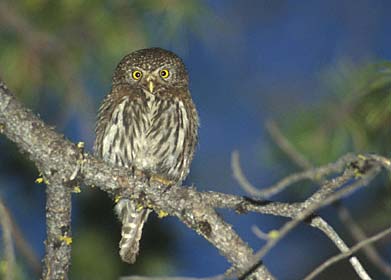 Northern Pygmy-Owl (Glaucidium californicum) photo image