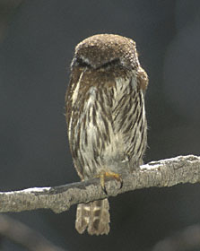 Northern Pygmy-Owl (Glaucidium californicum) photo image