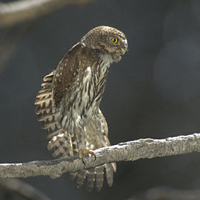 Northern Pygmy-Owl (Glaucidium californicum) photo image