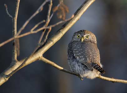 Northern Pygmy-Owl (Glaucidium californicum) photo image