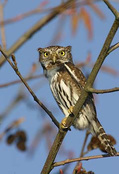 Northern Pygmy-Owl (Glaucidium californicum) photo image