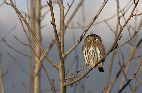 Northern Pygmy-Owl (Glaucidium californicum) photo image