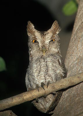 Pacific Screech Owl (Megascops cooperi) photo image