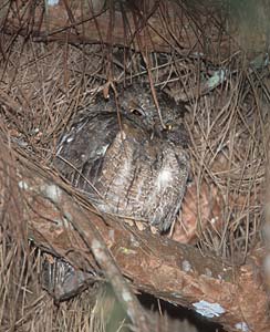 Rainforest Scops-Owl (Otus rutilis) photo
