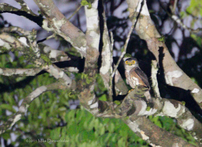 Red-chested Owlet (Glaucidium tephronotum) photo image