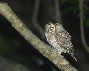 Ryukyu Scops Owl (Otus elegans) photo