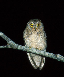 Ryukyu Scops Owl (Otus elegans) photo image