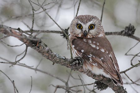 Northern Saw-whet Owl (Aegolius acadicus) photo