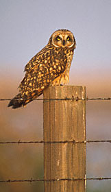 Short-eared Owl (Asio flammeus) photo image