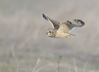 Short-eared Owl (Asio flammeus) photo image