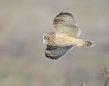 Short-eared Owl (Asio flammeus) photo image