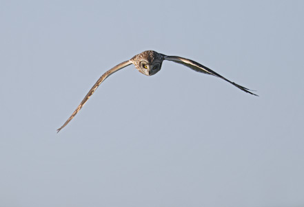 Short-eared Owl (Asio flammeus) photo image