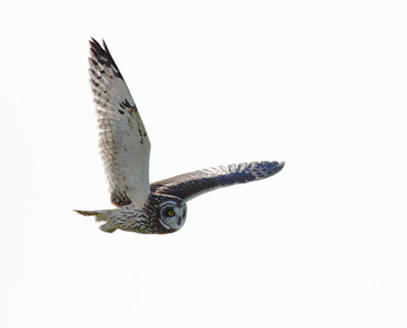 Short-eared Owl (Asio flammeus) photo image