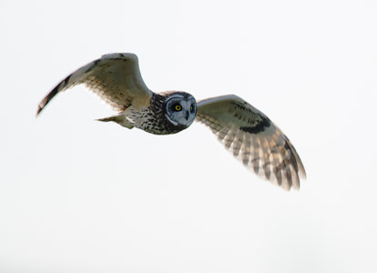 Short-eared Owl (Asio flammeus) photo image