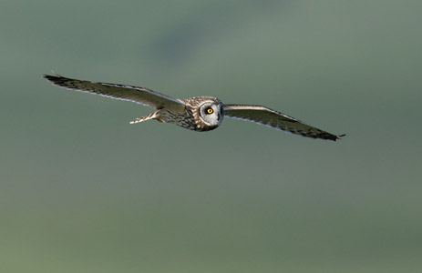 Short-eared Owl (Asio flammeus) photo image