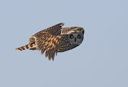 Short-eared Owl (Asio flammeus) photo image