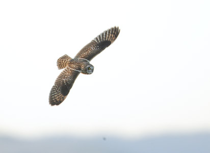 Short-eared Owl (Asio flammeus) photo