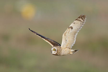 Short-eared Owl (Asio flammeus) photo image