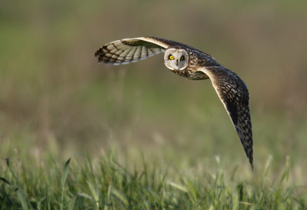 Short-eared Owl (Asio flammeus) photo image