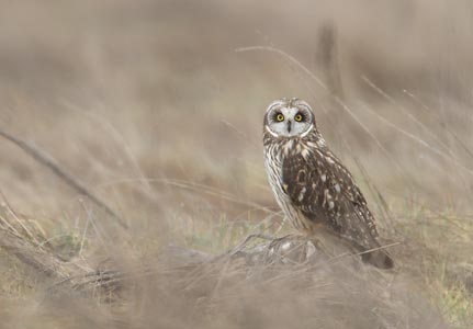 Short-eared Owl (Asio flammeus) photo image