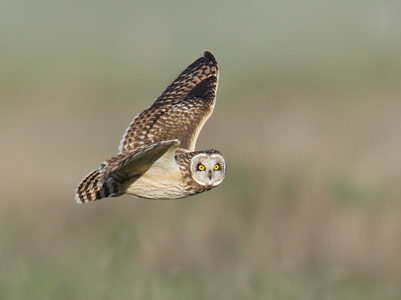 Short-eared Owl (Asio flammeus) photo image