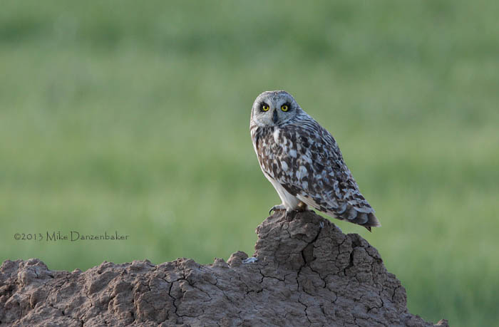 Short-eared Owl (Asio flammeus) photo image