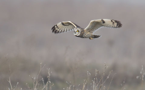 Short-eared Owl (Asio flammeus) photo image