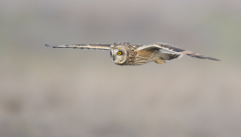 Short-eared Owl (Asio flammeus) photo image